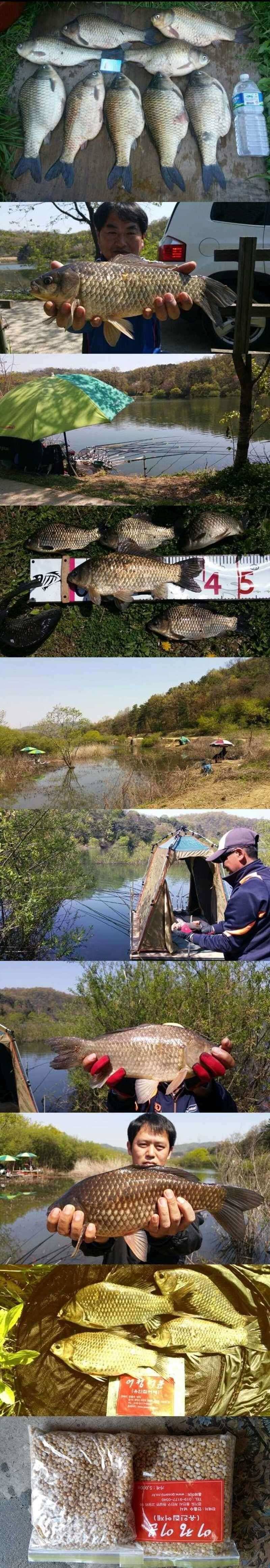 고삼지 4월 25일 노지 대물들 (조황조행기 - 특파원조황)