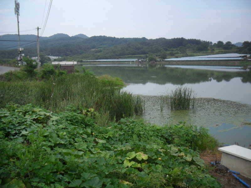 블루길 속에 붕어 (조황조행기 - 특파원조황)