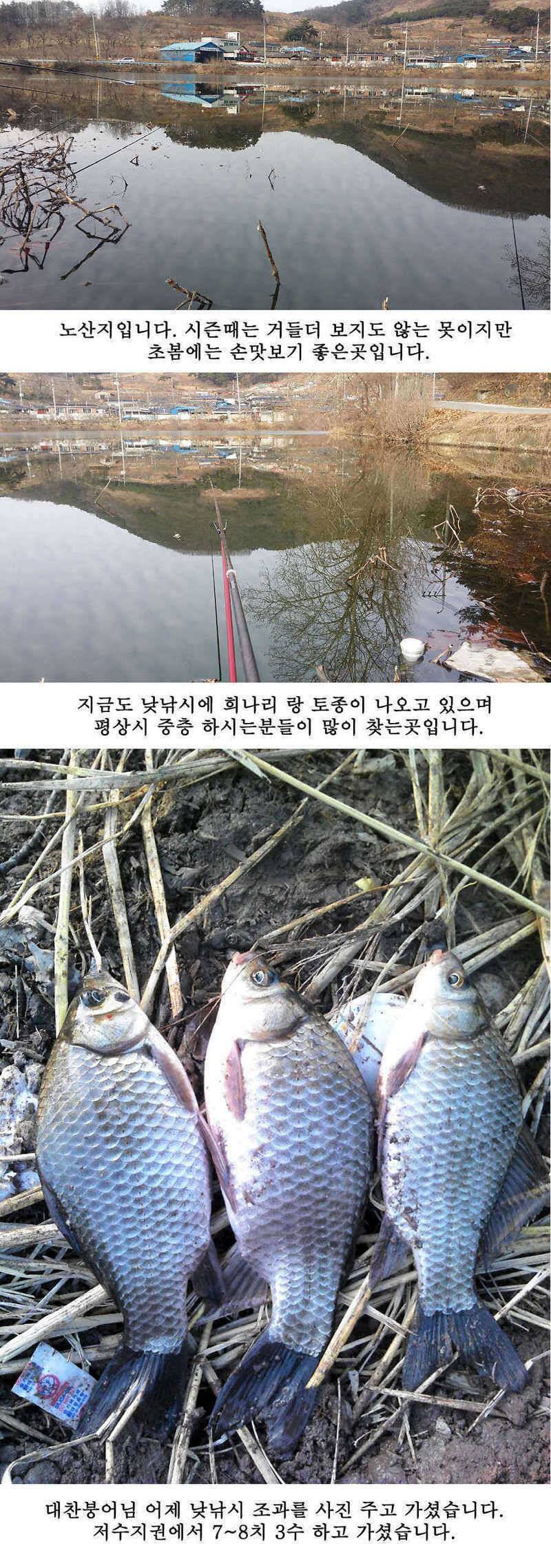 청도권 물낚시 시즌 오픈 (조황조행기 - 특파원조황)