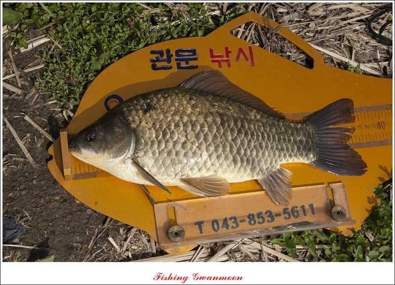충주호 노지 38 cm저수지 사짜들 (조황조행기 - 특파원조황)