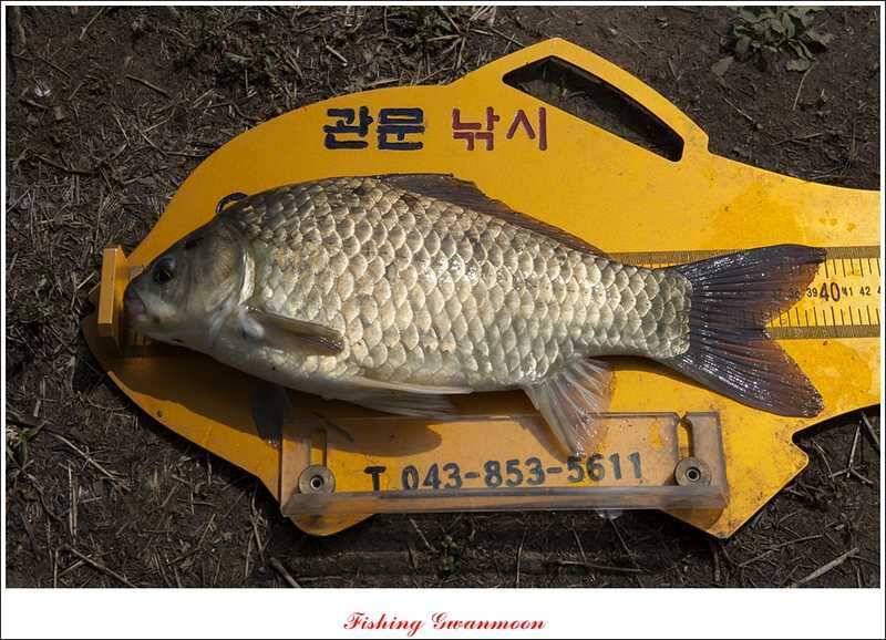 충주호 노지 38 cm저수지 사짜들 (조황조행기 - 특파원조황)