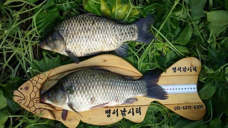 명서 4짜 대물붕어 장어 조황소식 (조황조행기 - 특파원조황)