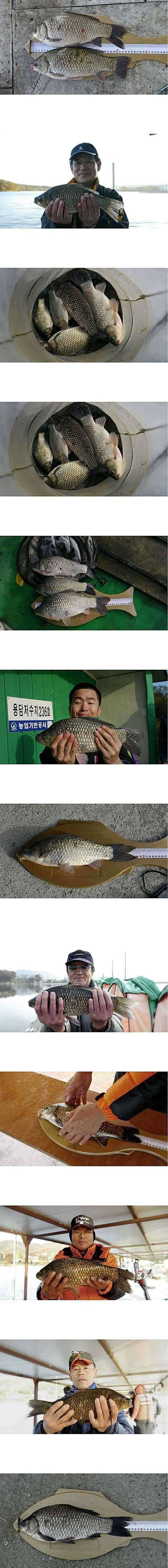 용담지 4짜를 비롯한 대물들 (조황조행기 - 특파원조황)