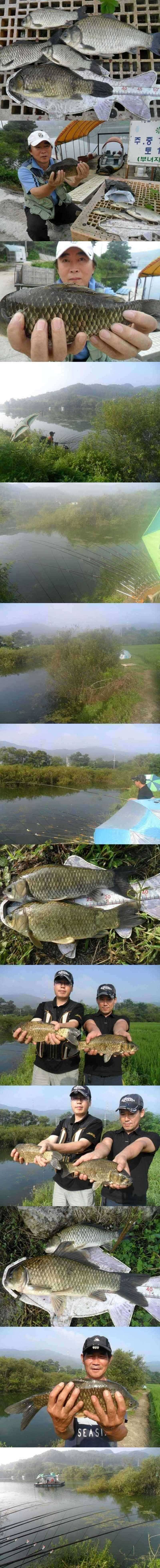 덕산지 4짜의 모습 (조황조행기 - 특파원조황)