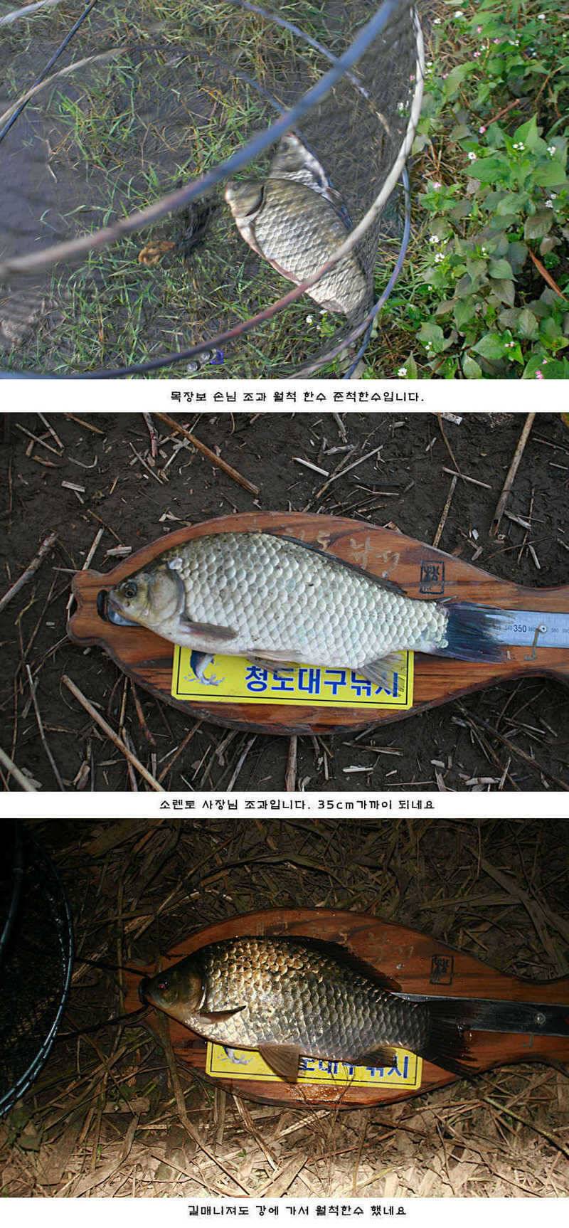 청도권 42cm 추석 연휴및 주중 조황 (조황조행기 - 특파원조황)