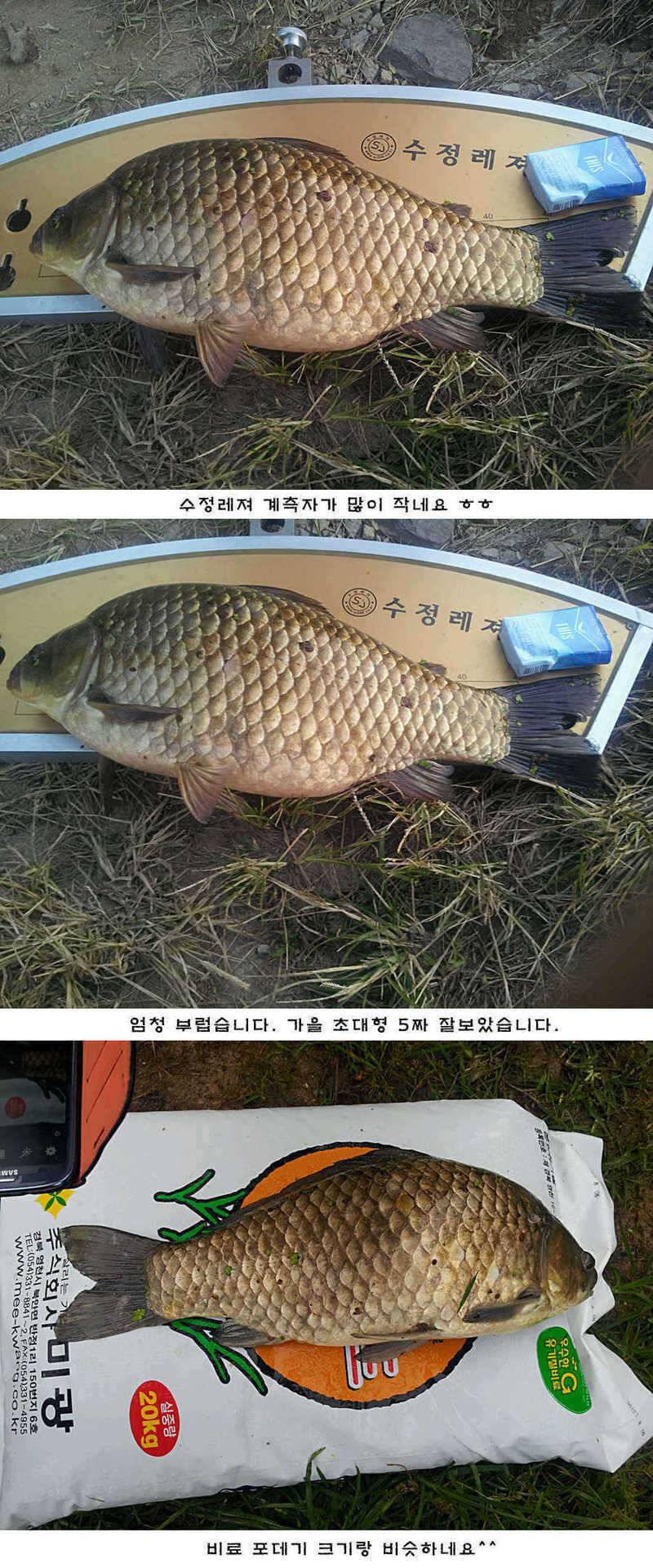 청도권 42cm 추석 연휴및 주중 조황 (조황조행기 - 특파원조황)