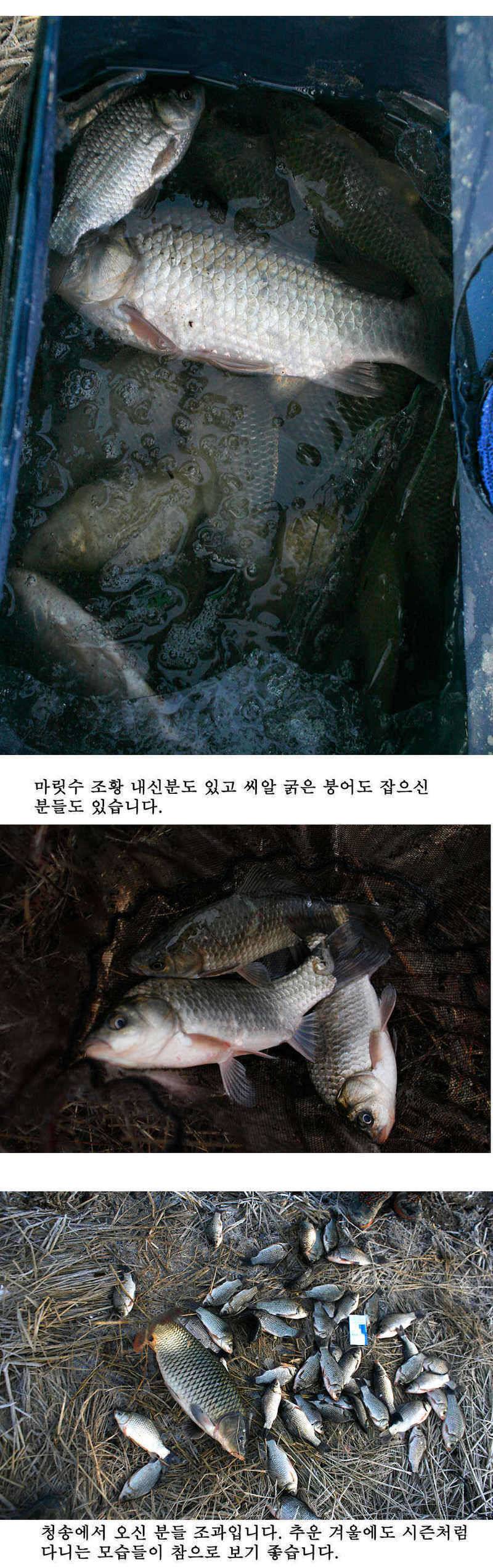 청도권 주말조황 시즌못지않네요 (조황조행기 - 특파원조황)