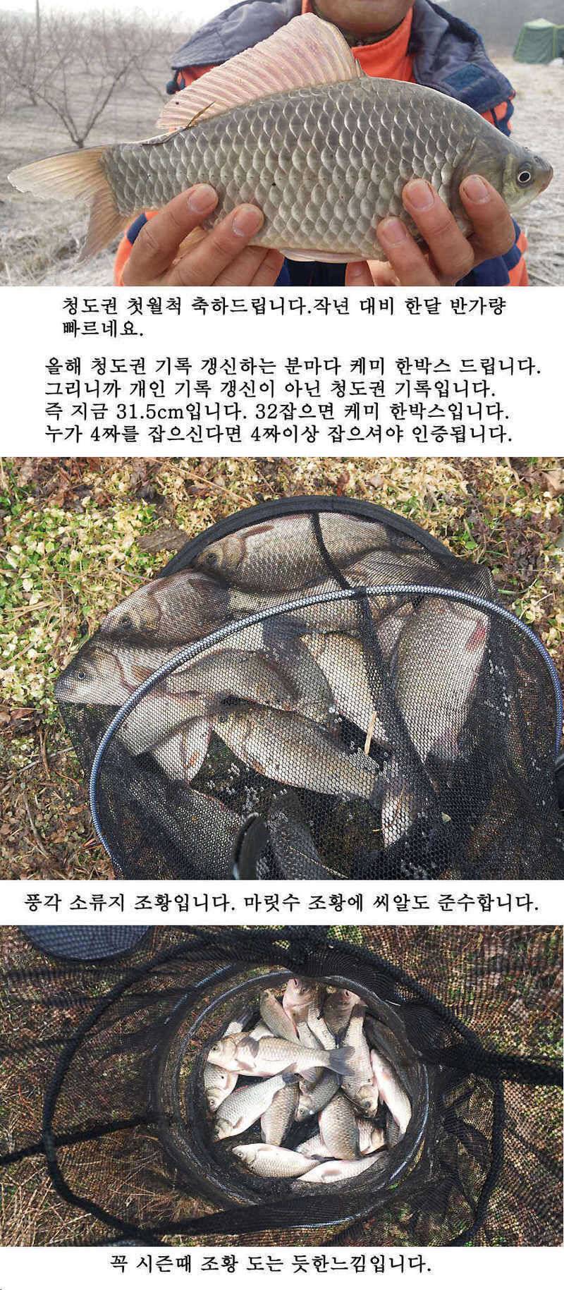 청도권 주말조황 시즌못지않네요 (조황조행기 - 특파원조황)