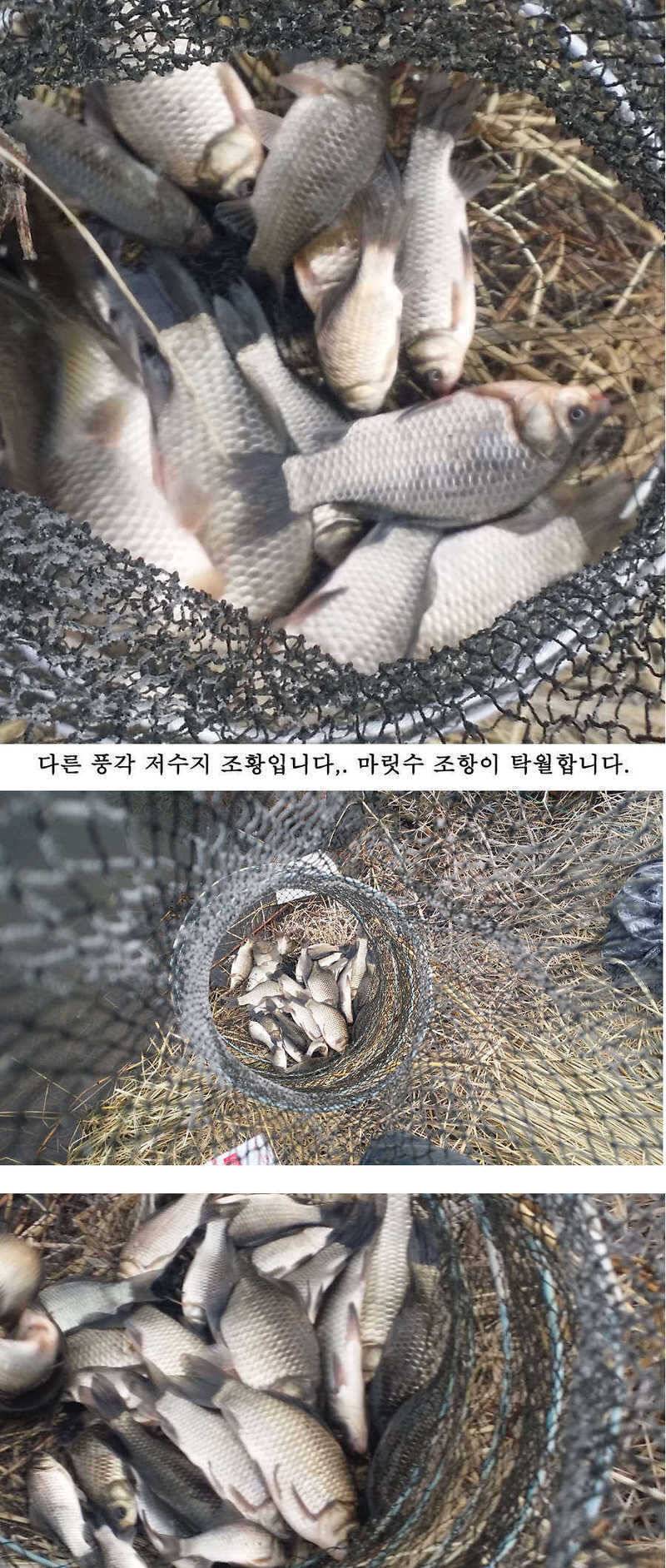 청도권 주말조황 시즌못지않네요 (조황조행기 - 특파원조황)