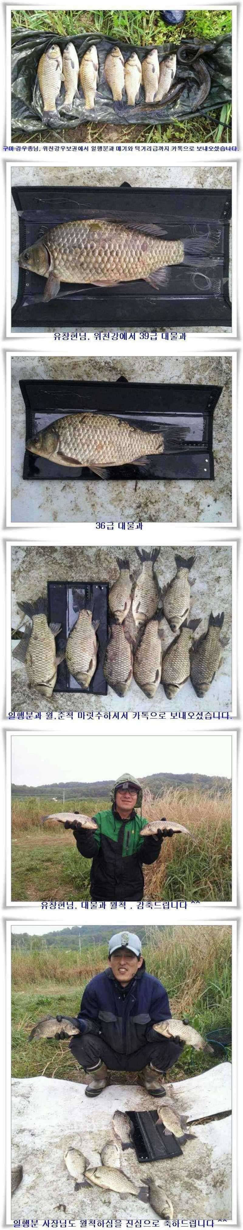 배수기 조황 (조황조행기 - 특파원조황)