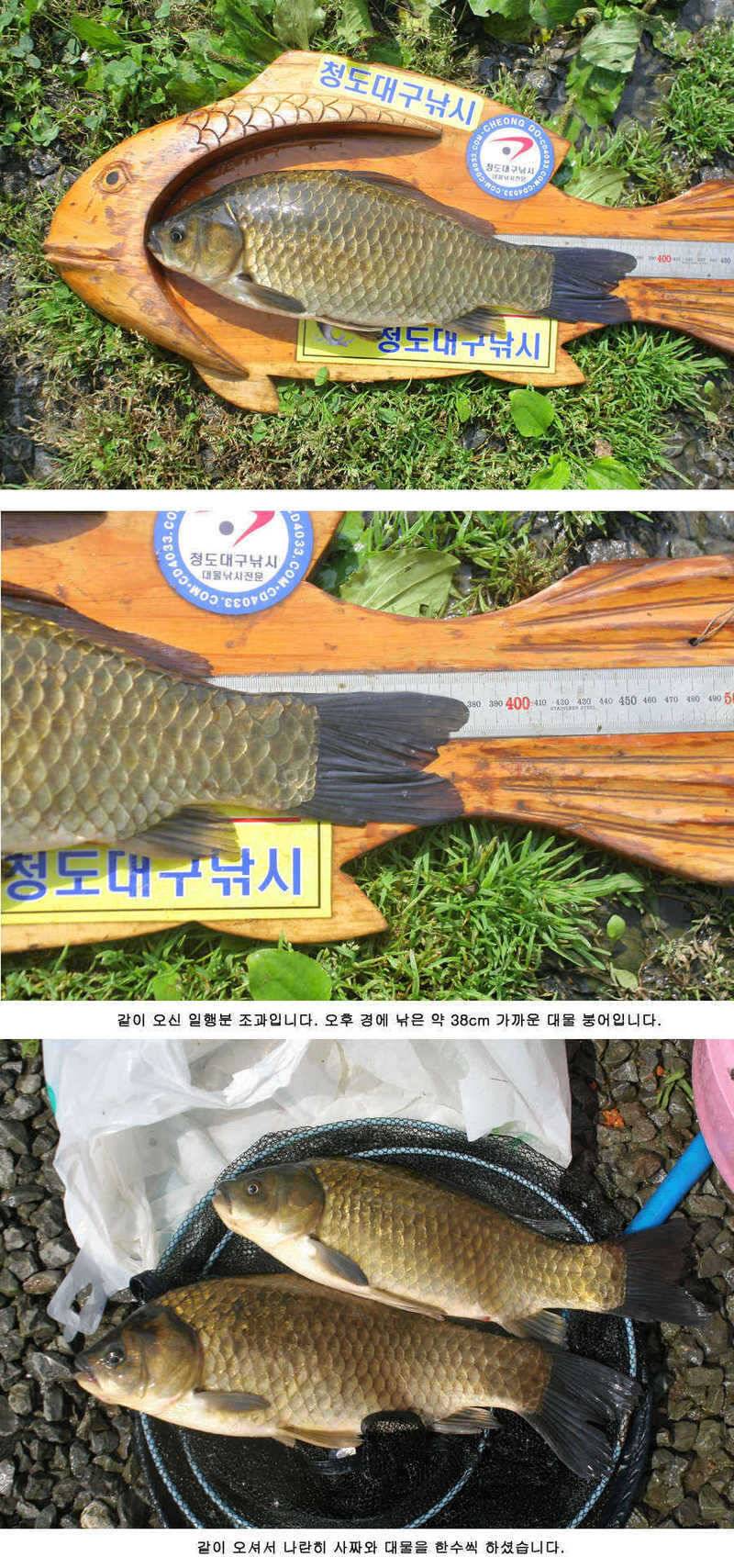 청도권 주말 조황 대박 (조황조행기 - 특파원조황)