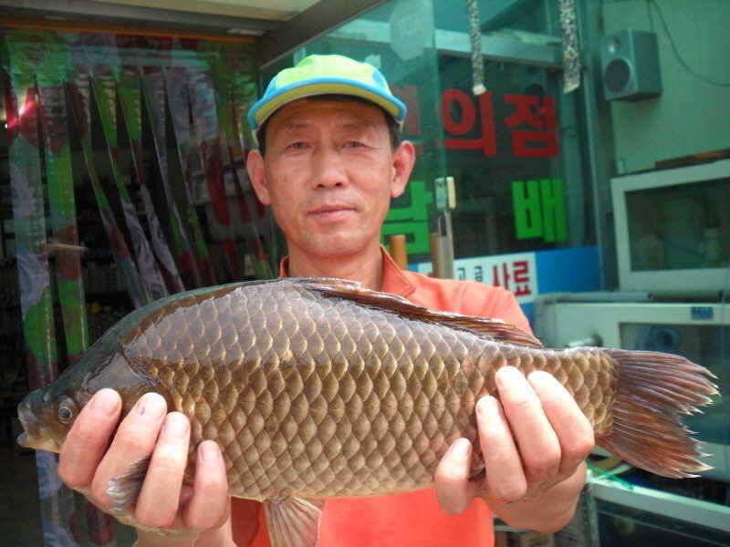 무더위 속에서의 4짜 (조황조행기 - 특파원조황)