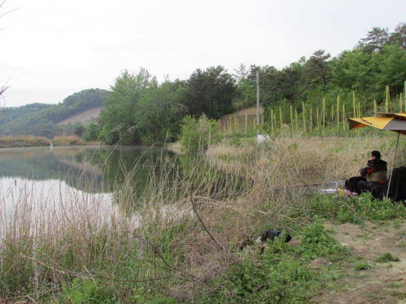 신록의계절5월2째주조황입니다 (조황조행기 - 특파원조황)