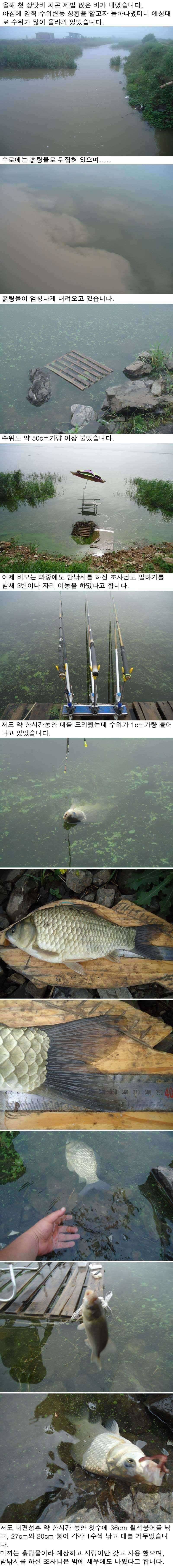 619 부남호 빵은 4짜 조황 (조황조행기 - 특파원조황)