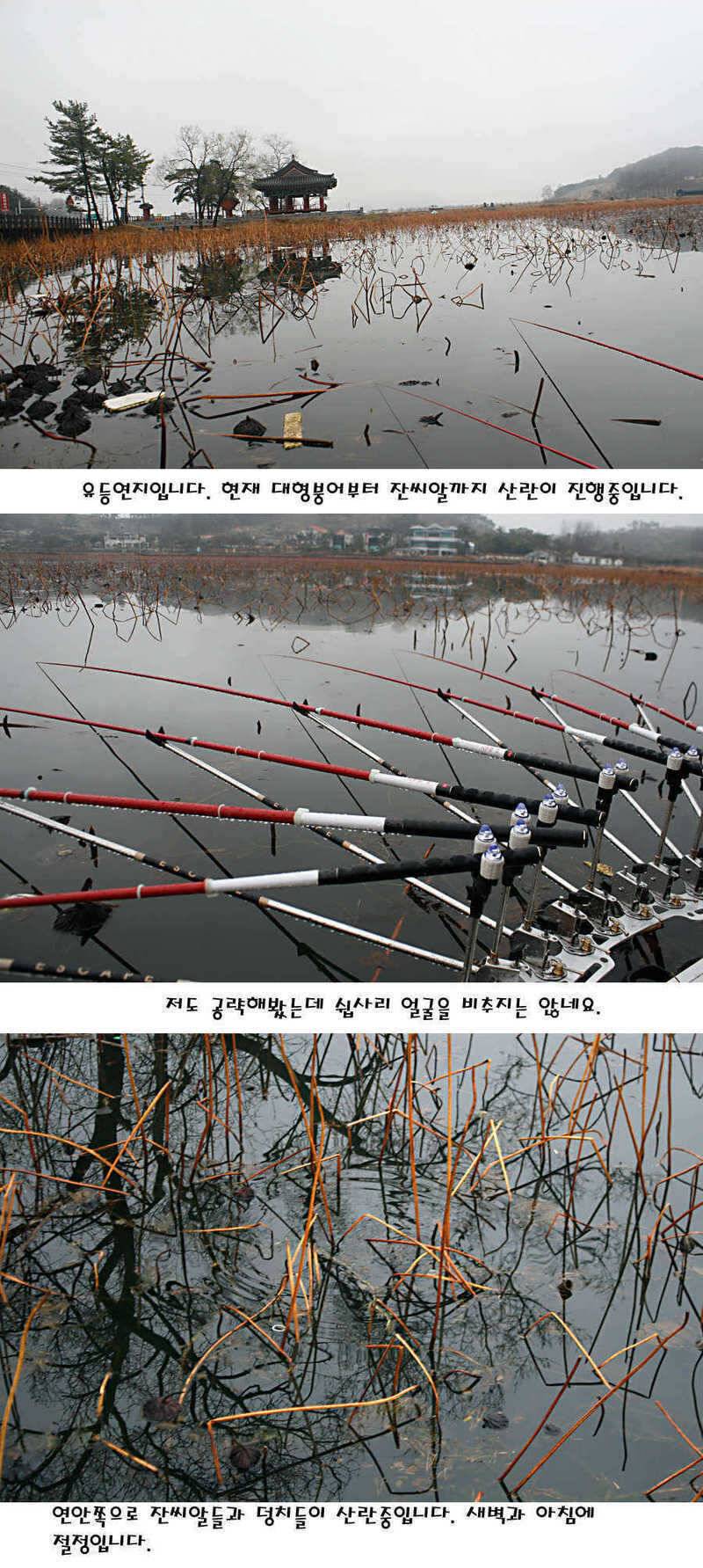 청도권 빵빵 터집니다 (조황조행기 - 특파원조황)