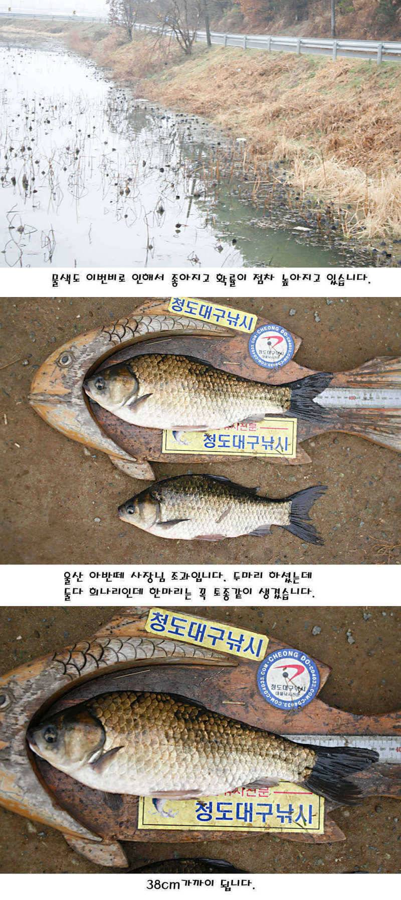 청도권 빵빵 터집니다 (조황조행기 - 특파원조황)