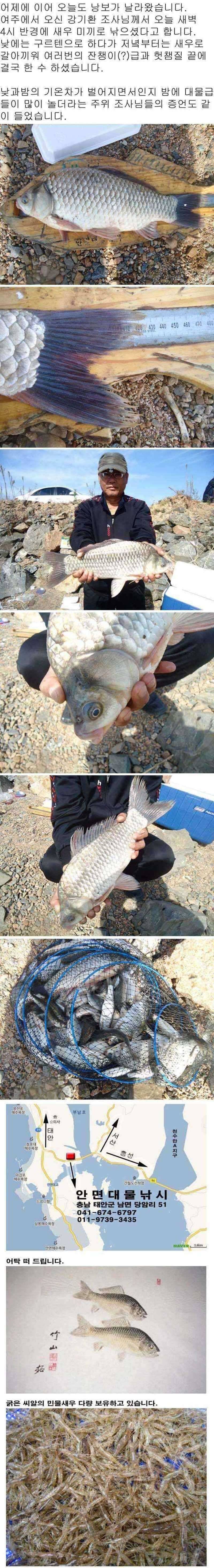 1012 부남호 43cm 또 날아온 낭보 (조황조행기 - 특파원조황)
