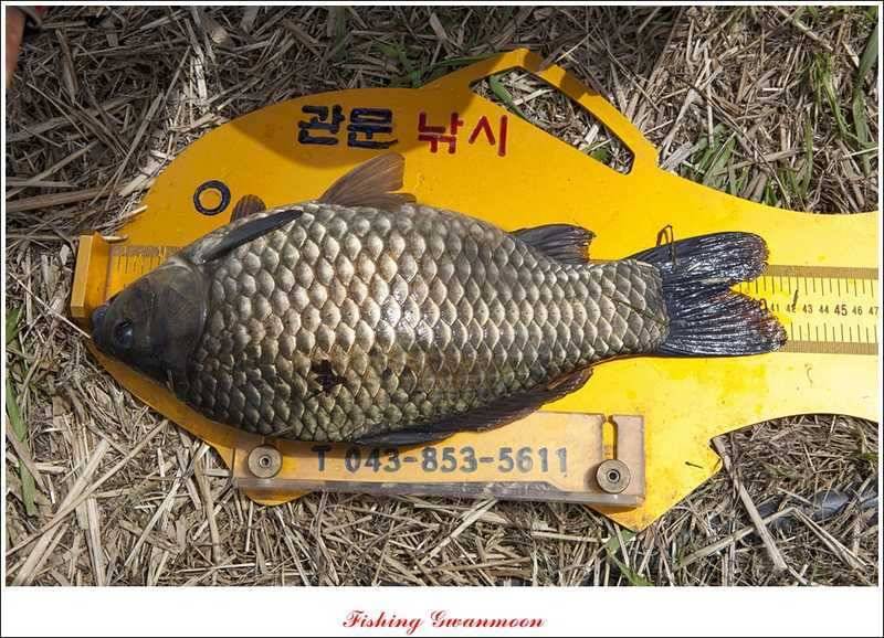 충주호 노지 38 cm저수지 사짜들 (조황조행기 - 특파원조황)