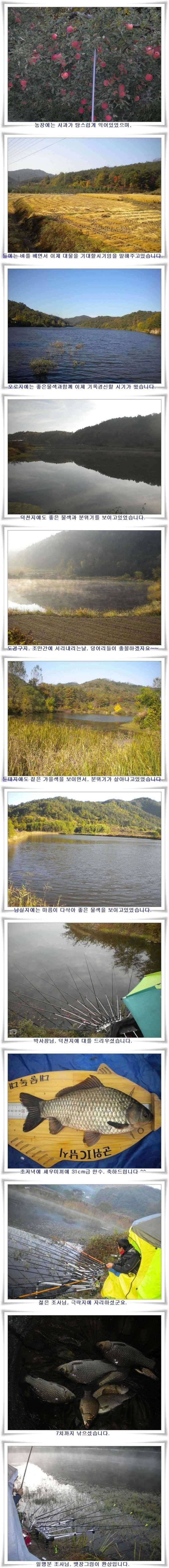 엄청난 마릿수와 월척 마릿수 (조황조행기 - 특파원조황)