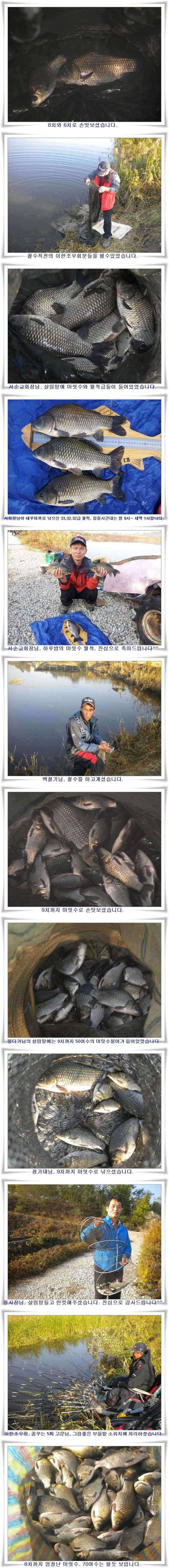 엄청난 마릿수와 월척 마릿수 (조황조행기 - 특파원조황)