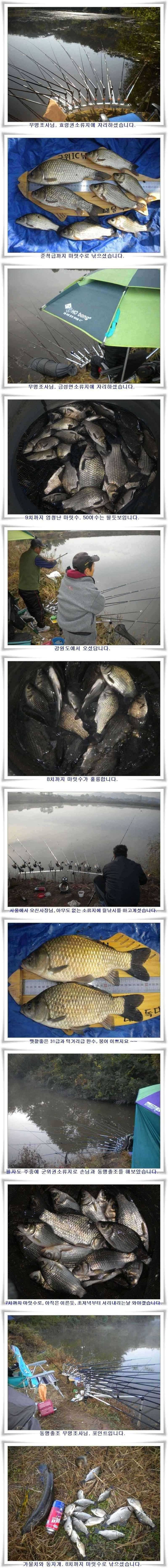 엄청난 마릿수와 월척 마릿수 (조황조행기 - 특파원조황)