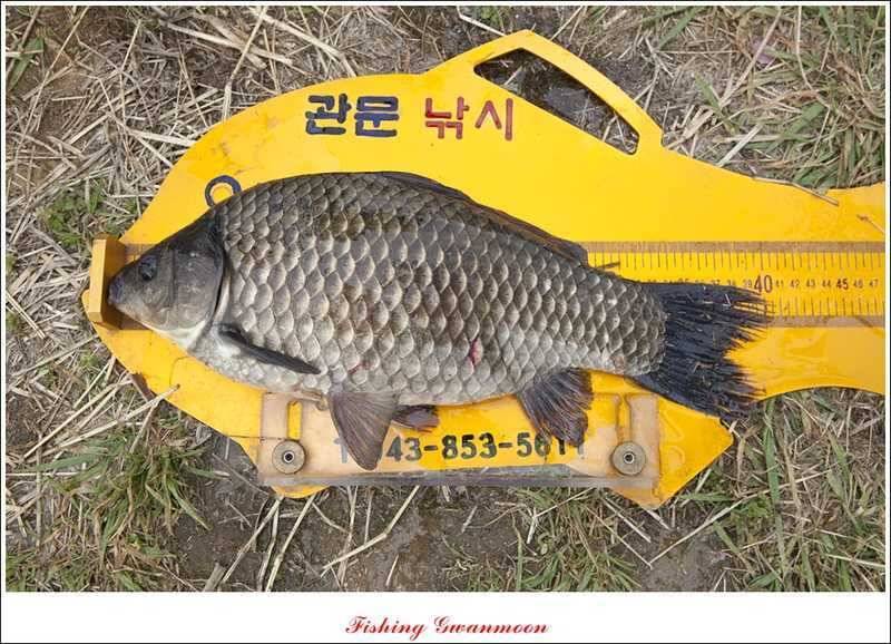 충주호 노지 38 cm저수지 사짜들 (조황조행기 - 특파원조황)