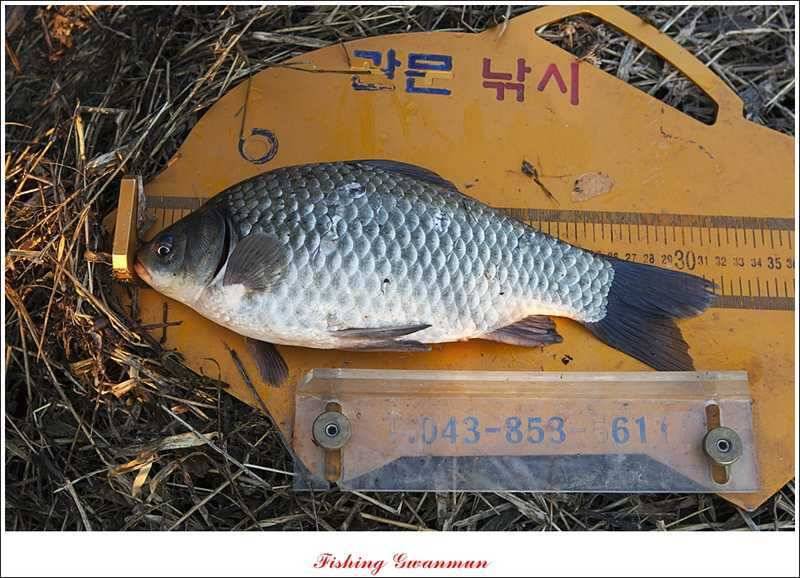 물낚시 월척들 (조황조행기 - 특파원조황)