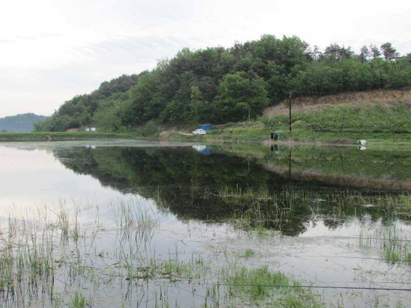 신록의계절5월2째주조황입니다 (조황조행기 - 특파원조황)
