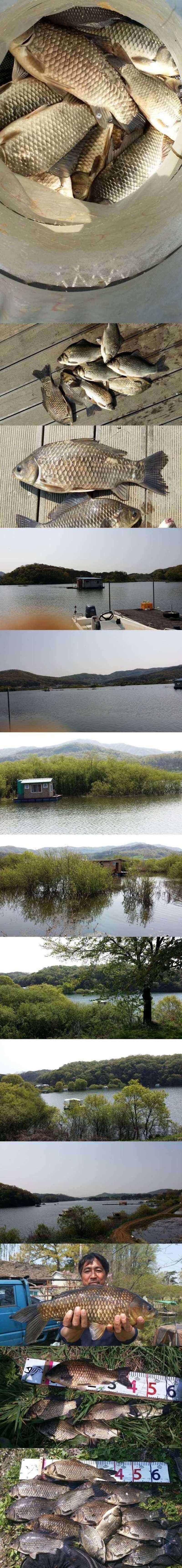고삼지 대단한 겉보리의 효과 노지조황 (조황조행기 - 특파원조황)