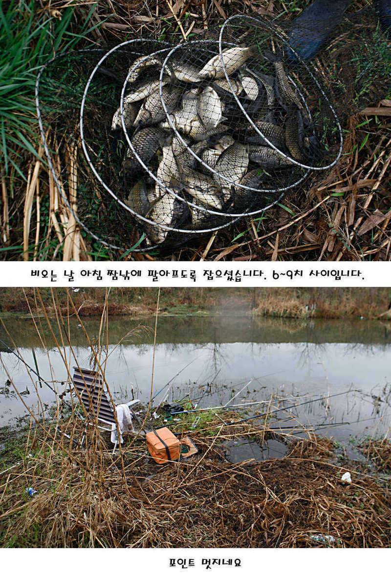 청도권 산란 찬스 발동 (조황조행기 - 특파원조황)