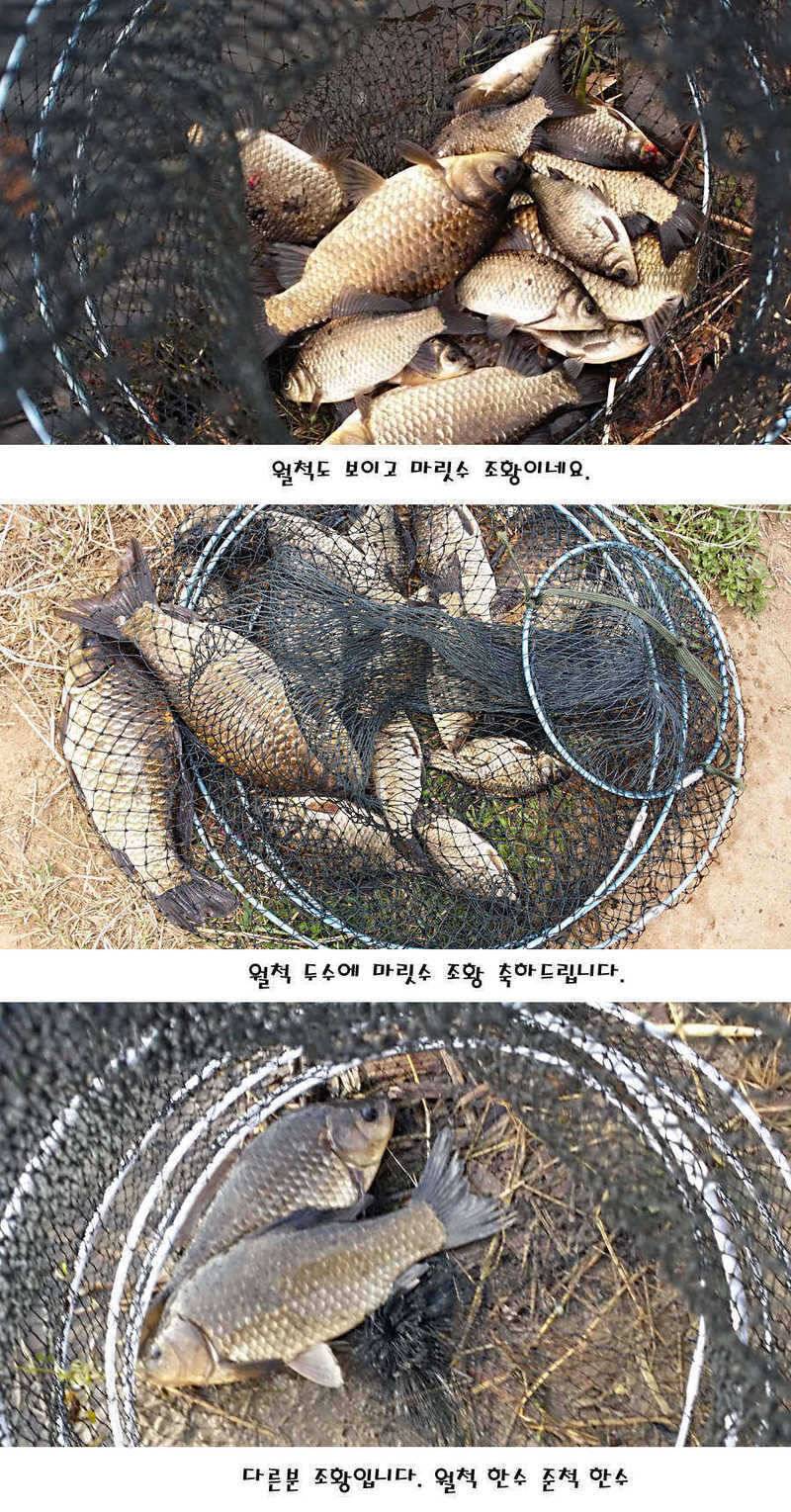 청도권 산란 찬스 발동 (조황조행기 - 특파원조황)
