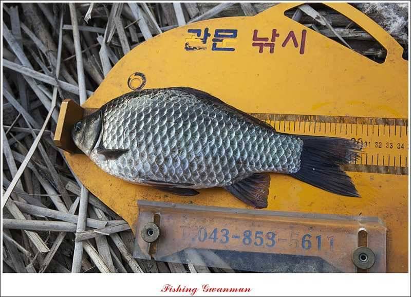 물낚시 월척들 (조황조행기 - 특파원조황)
