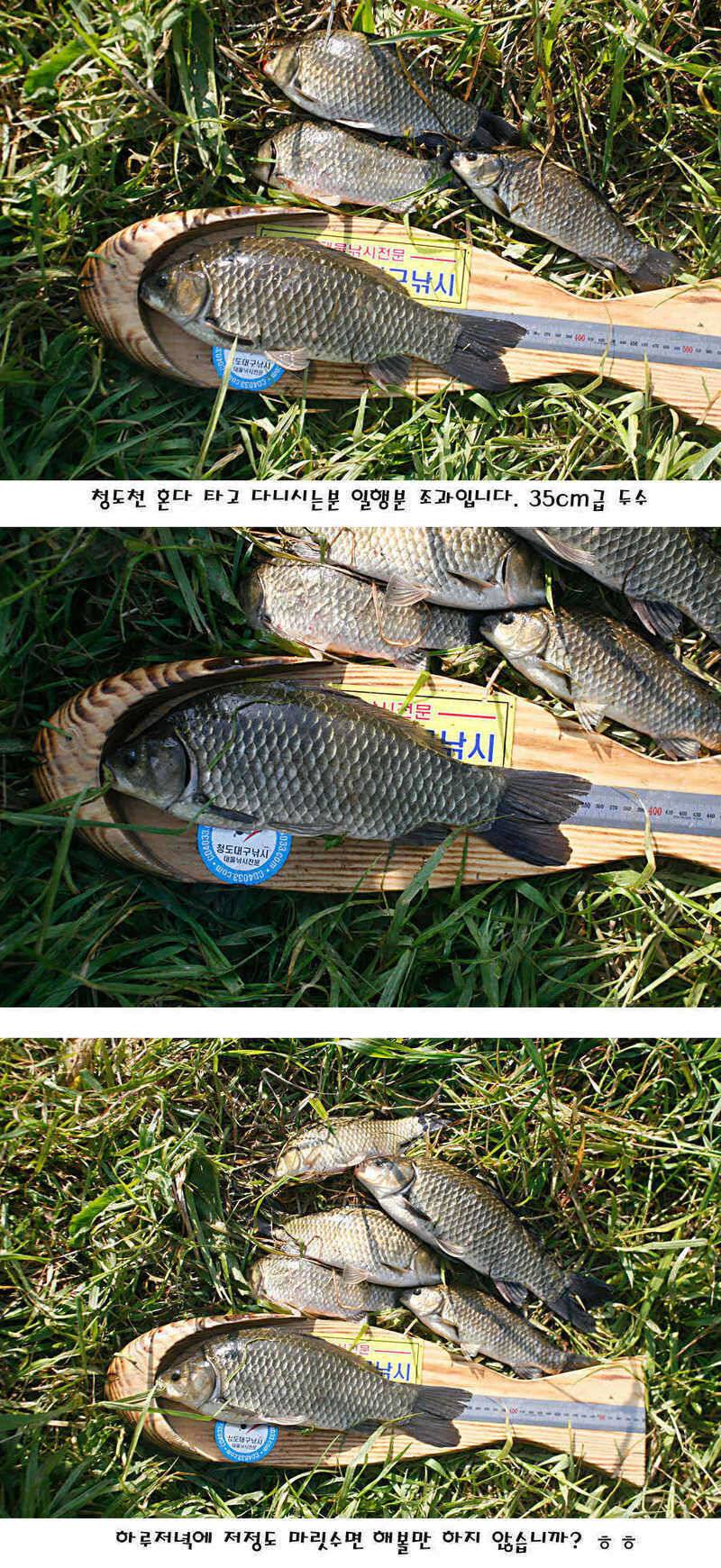 청도권 지난주 조황정보 (조황조행기 - 특파원조황)