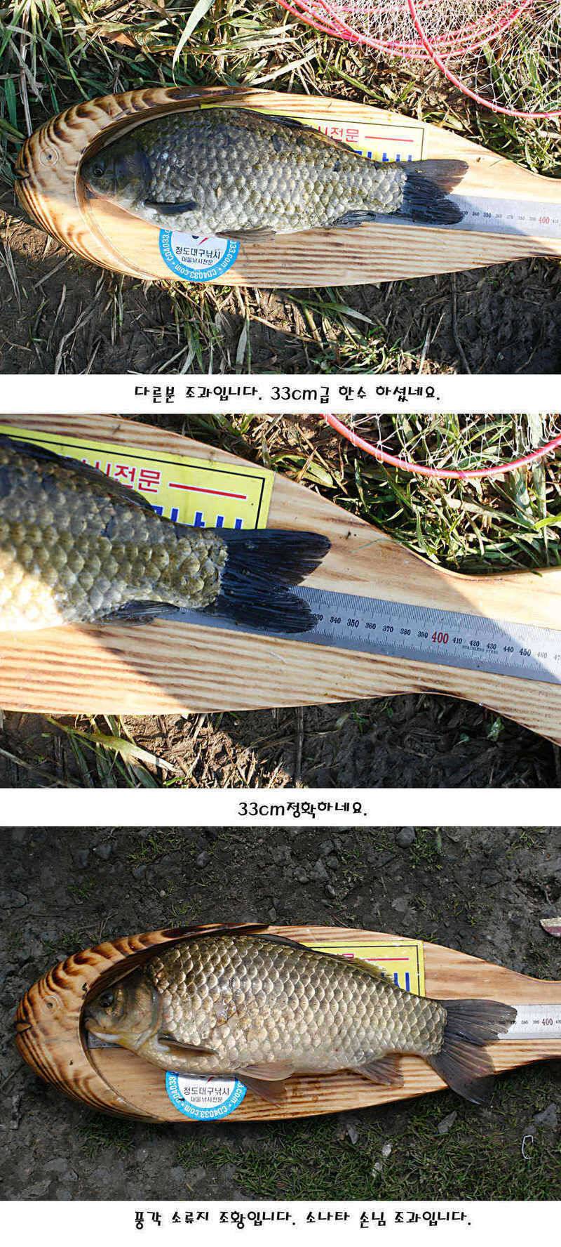 청도권 지난주 조황정보 (조황조행기 - 특파원조황)