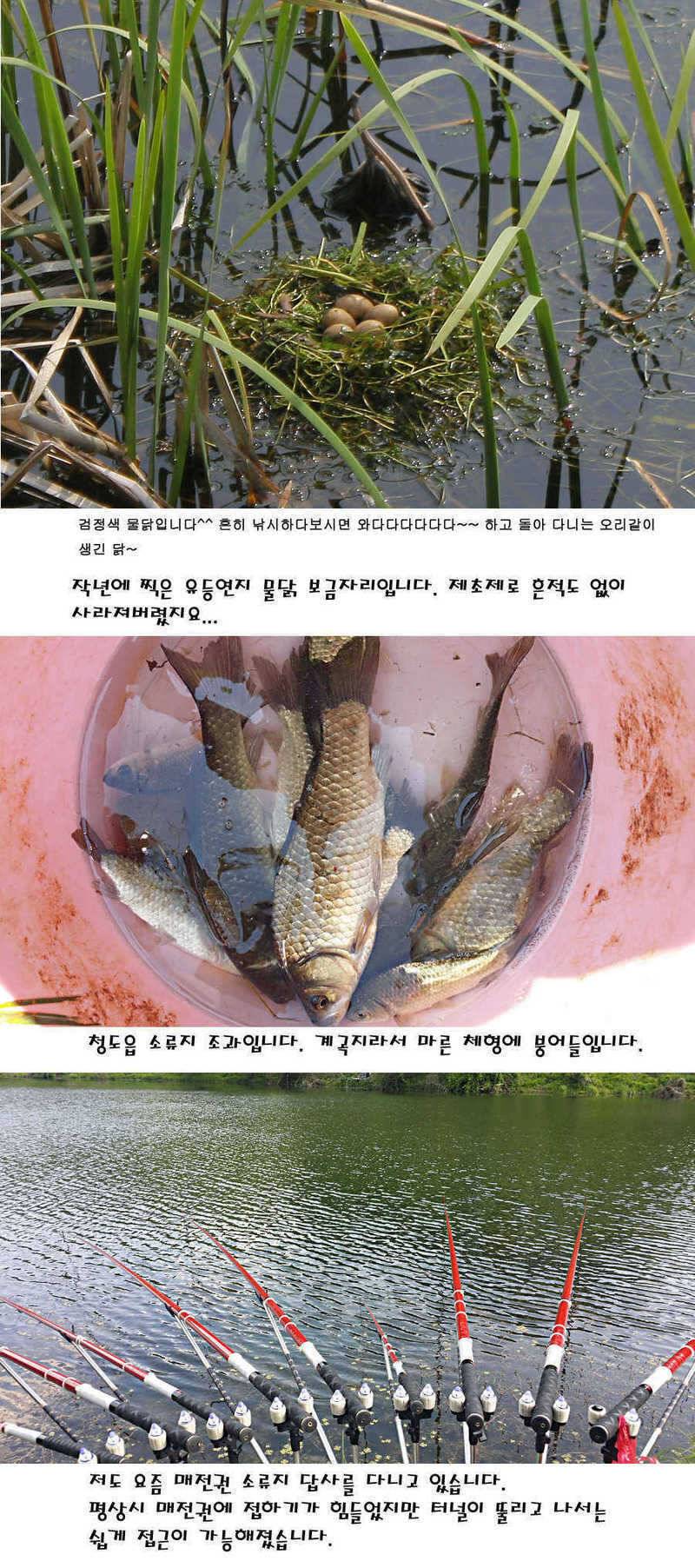 청도권 지난주 조황정보 (조황조행기 - 특파원조황)