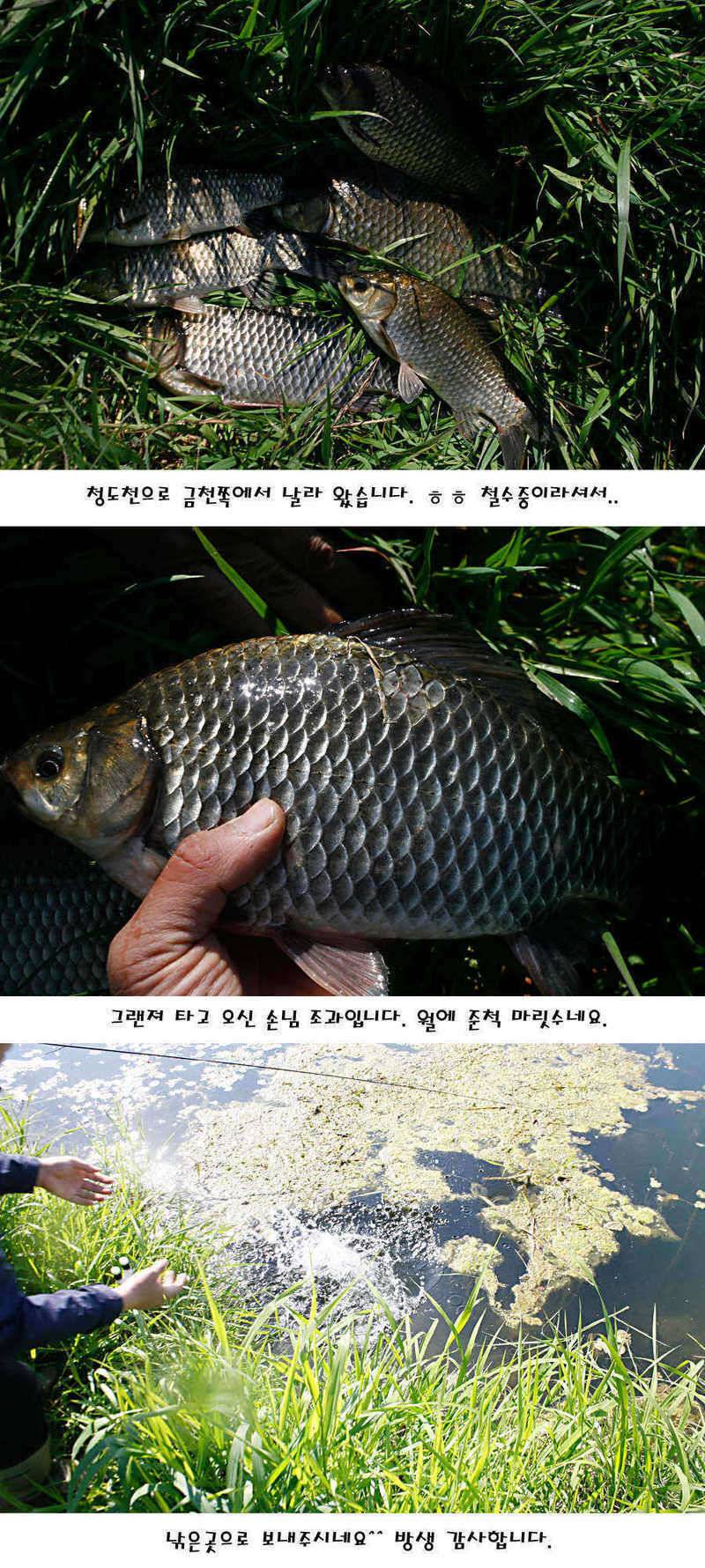 청도권 지난주 조황정보 (조황조행기 - 특파원조황)