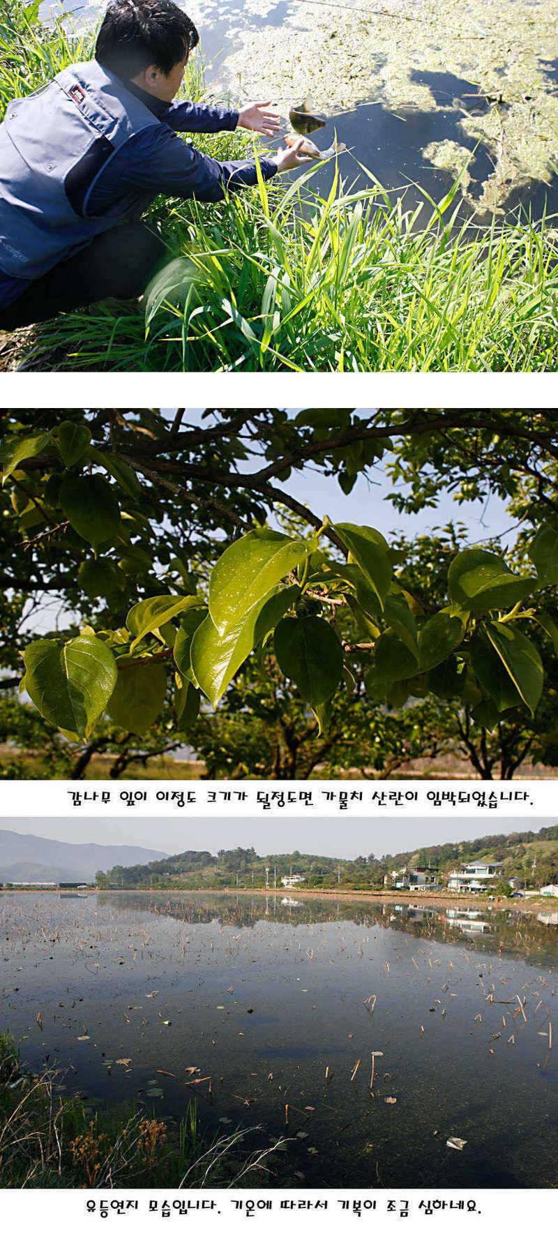 청도권 지난주 조황정보 (조황조행기 - 특파원조황)
