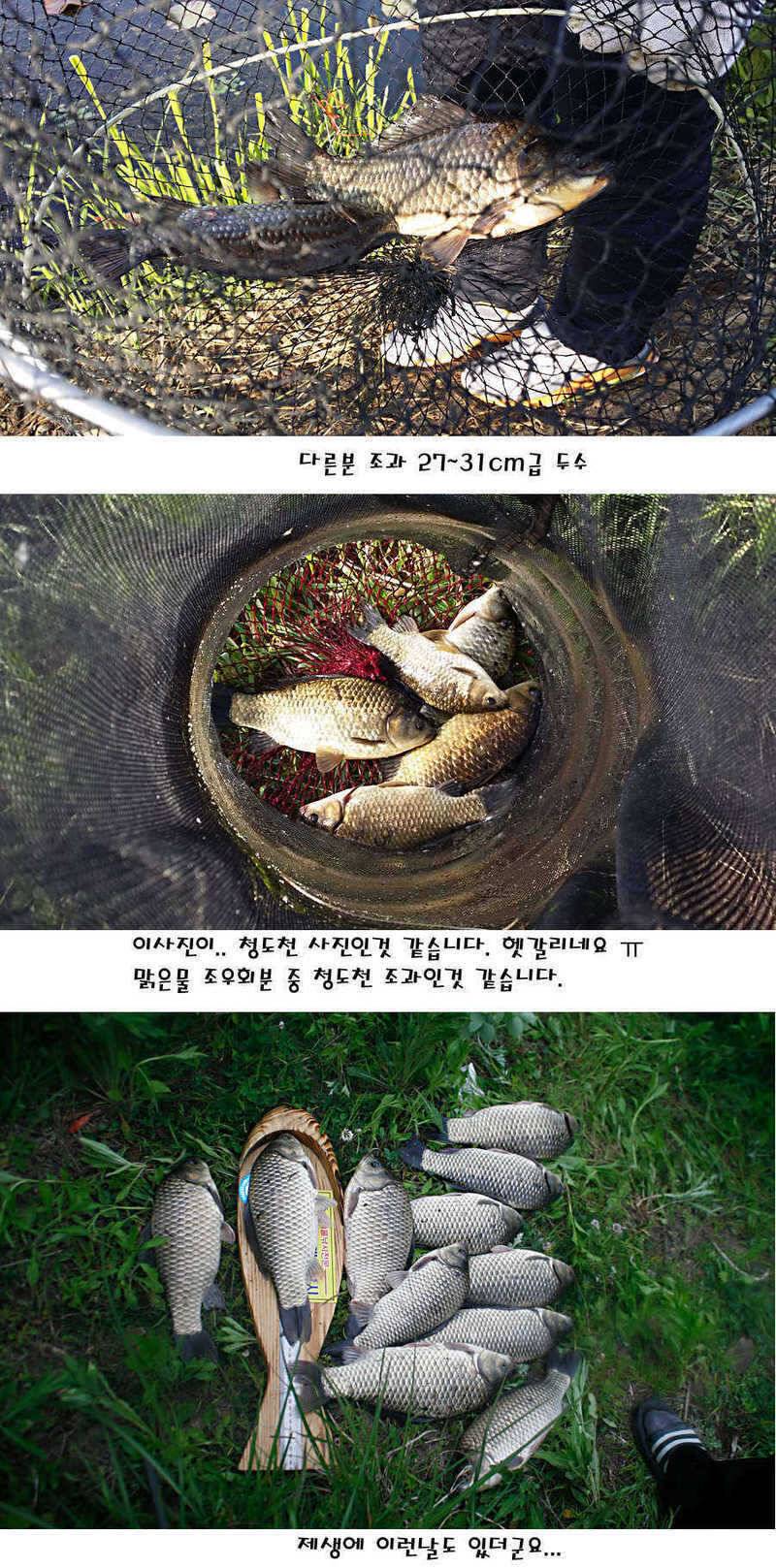 청도권 지난주 조황정보 (조황조행기 - 특파원조황)