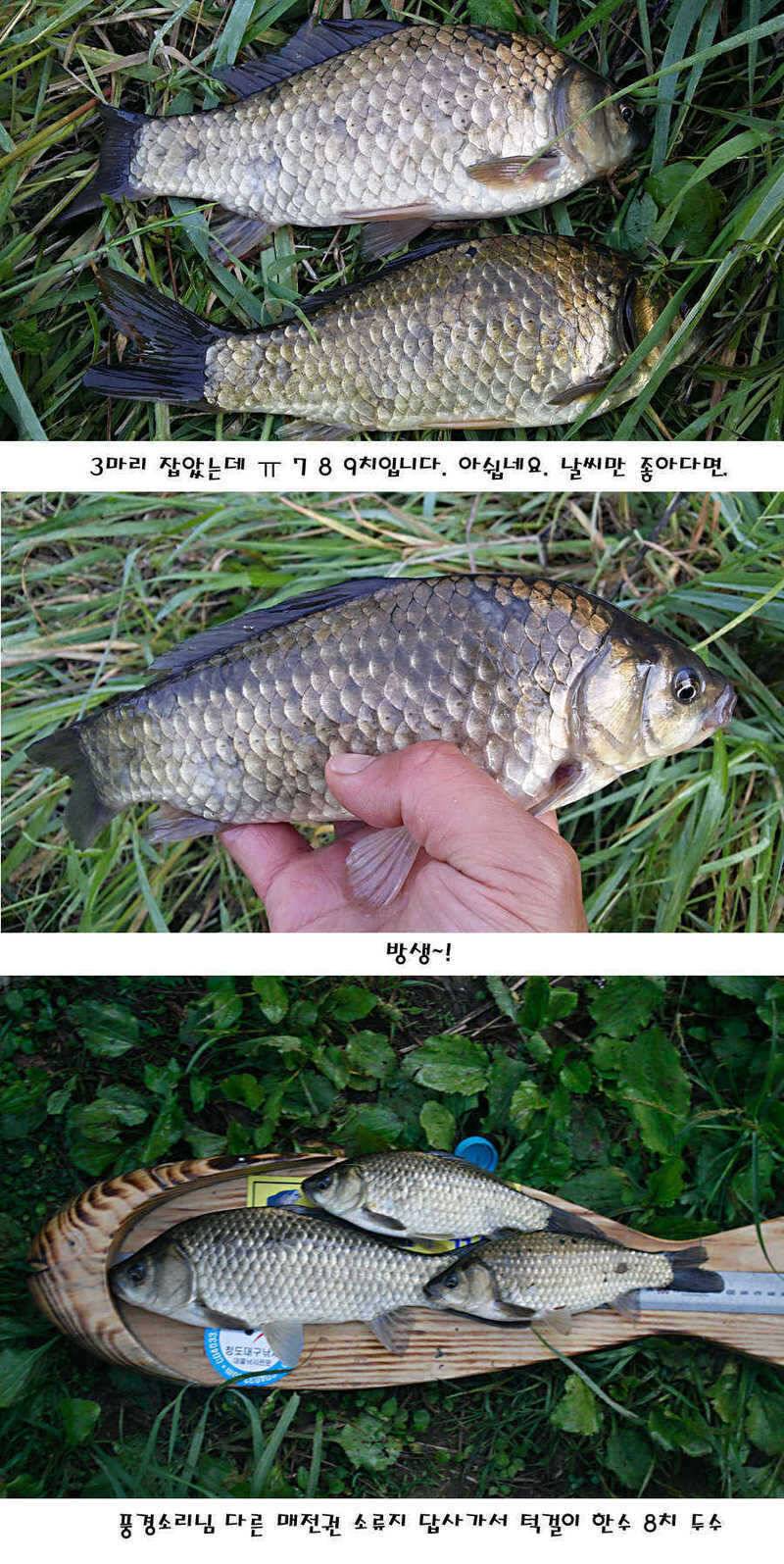 청도권 지난주 조황정보 (조황조행기 - 특파원조황)