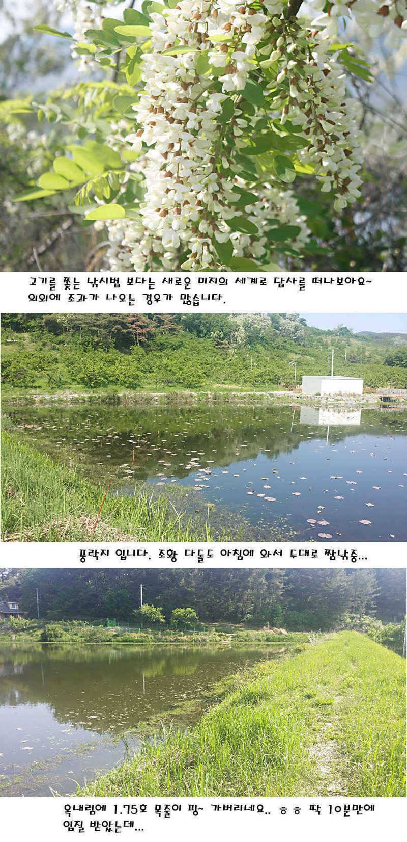 청도권 지난주 조황정보 (조황조행기 - 특파원조황)