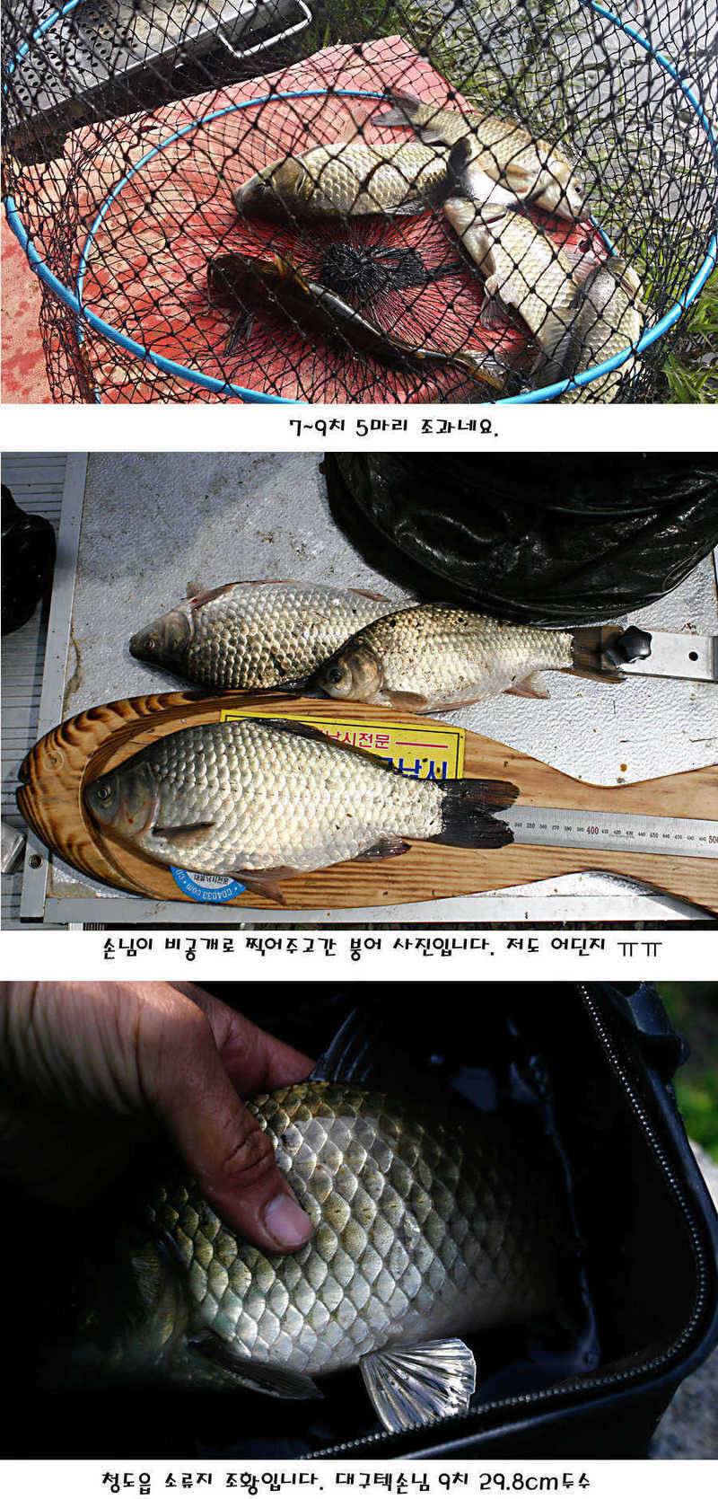 청도권 지난주 조황정보 (조황조행기 - 특파원조황)