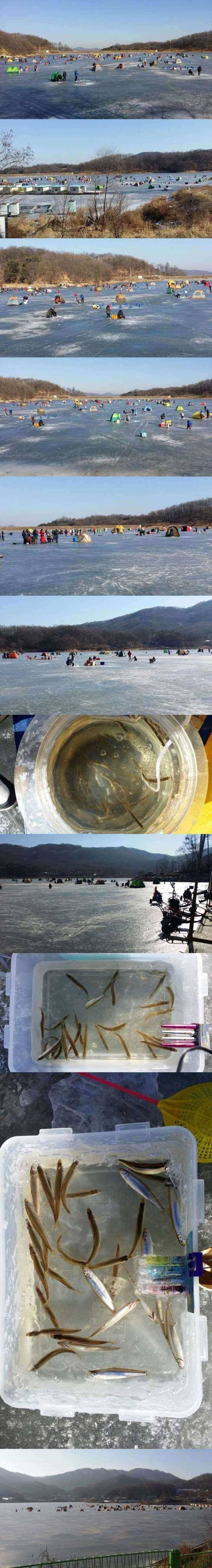 두창지 빙질 좋습니다빙어 (조황조행기 - 특파원조황)