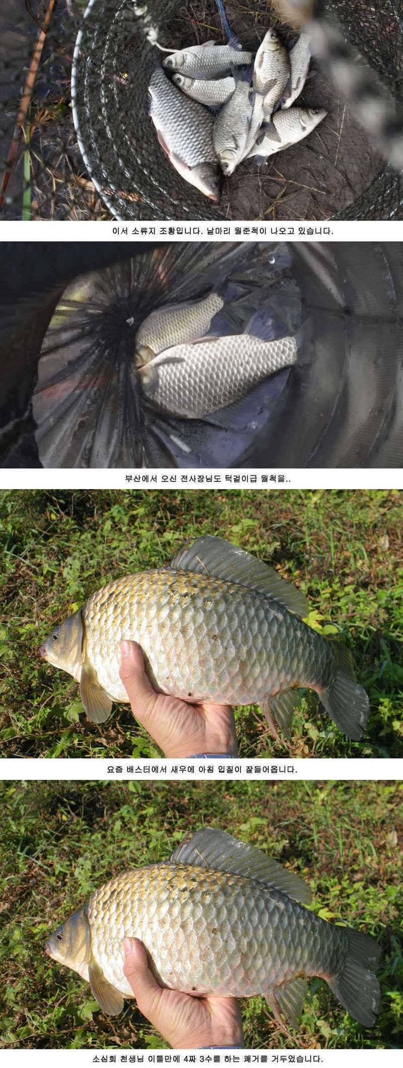 청도권 기록갱신의 시기 434748 (조황조행기 - 특파원조황)
