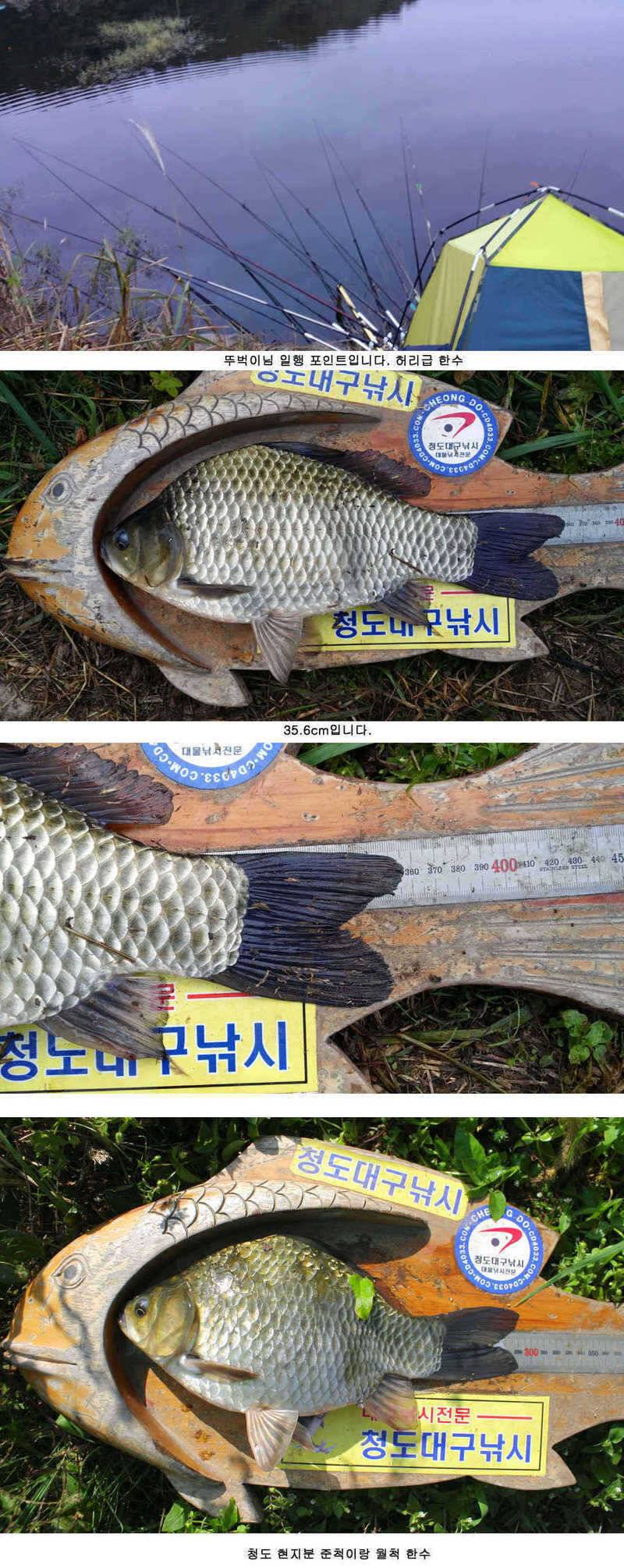 청도권 기록갱신의 시기 434748 (조황조행기 - 특파원조황)