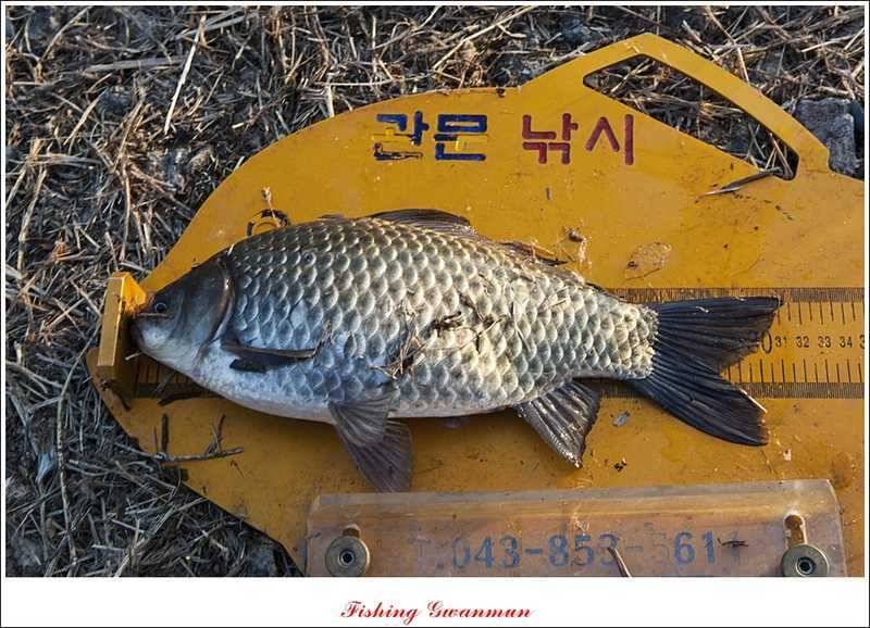 물낚시 월척들 (조황조행기 - 특파원조황)