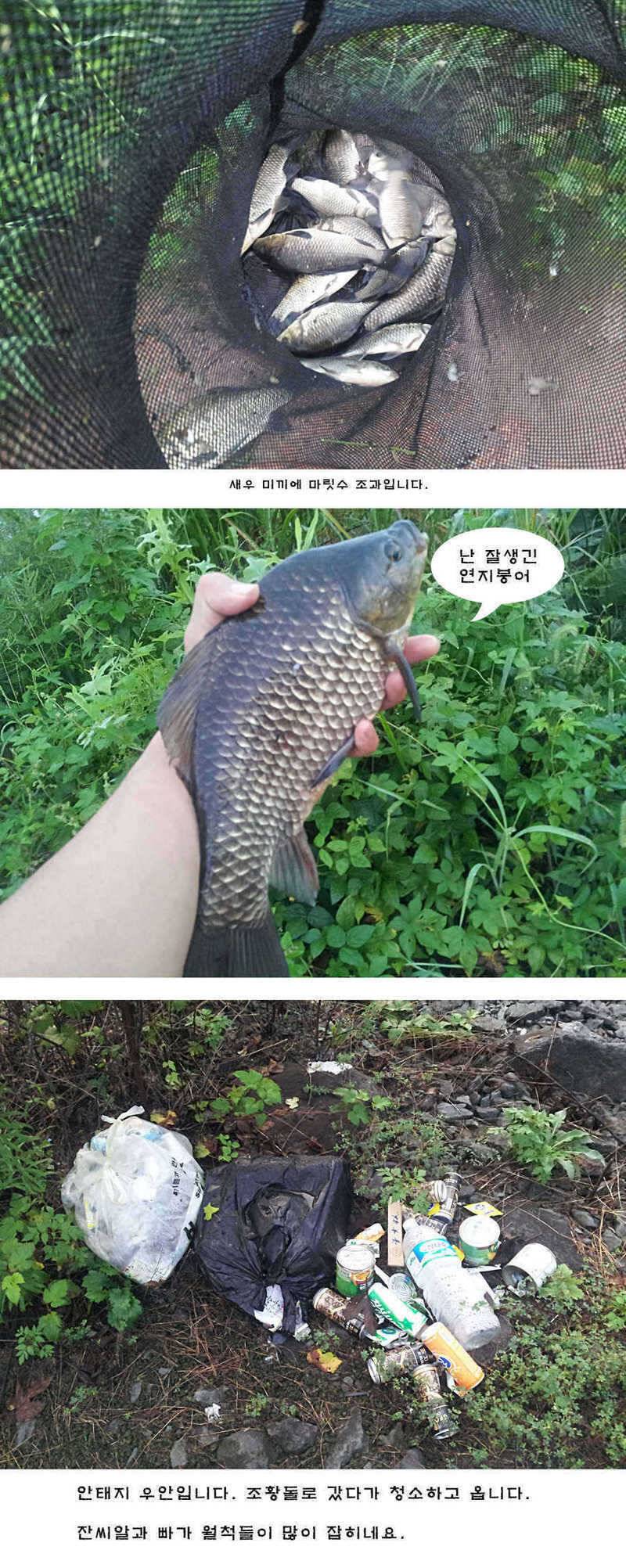 청도 유등연지 허리급들이 (조황조행기 - 특파원조황)