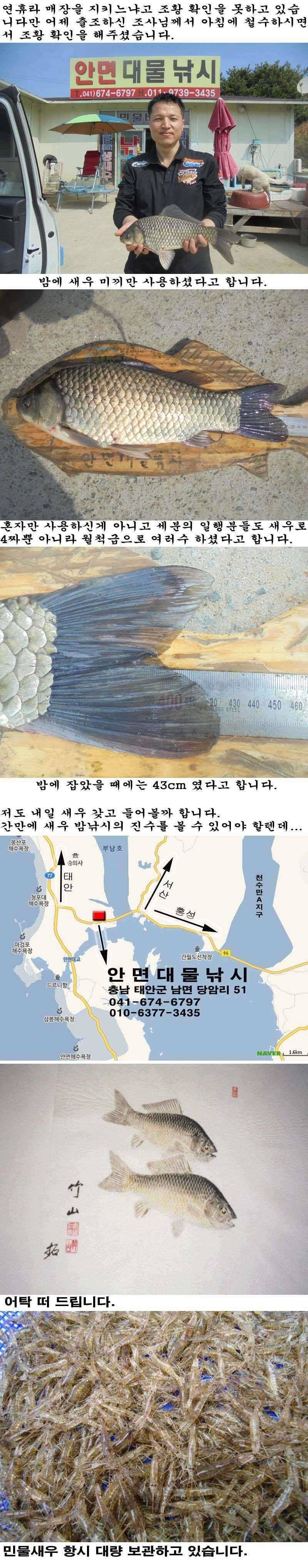 52 부남호 새우 밤낚시 43cm 조황 (조황조행기 - 특파원조황)