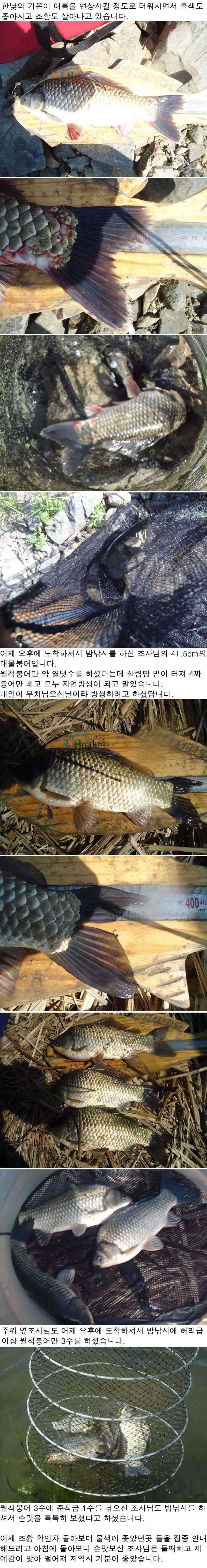 516 부남호 밤낚시에 415cm외 허리급이 넘는 월척붕어 조황 (조황조행기 - 특파원조황)