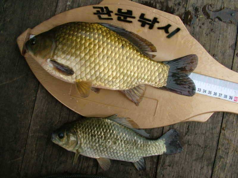 충주호 노지 문골가을붕어 구경하세요 (조황조행기 - 특파원조황)