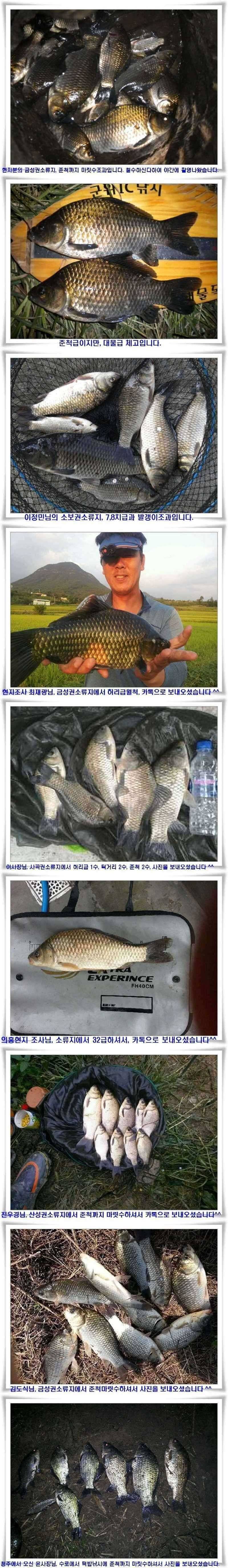 월척과 마릿수조황들 (조황조행기 - 특파원조황)